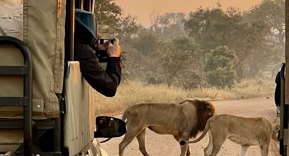 Kruger NP leeuw Zuid Afrika groepsrondreis 6